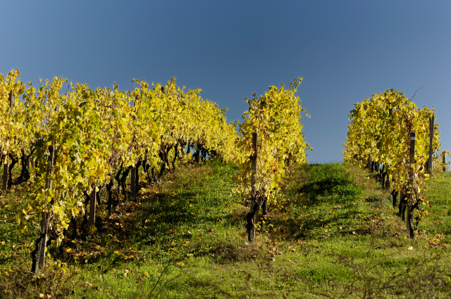 Itinerario | Trekking del Moscato di Canelli