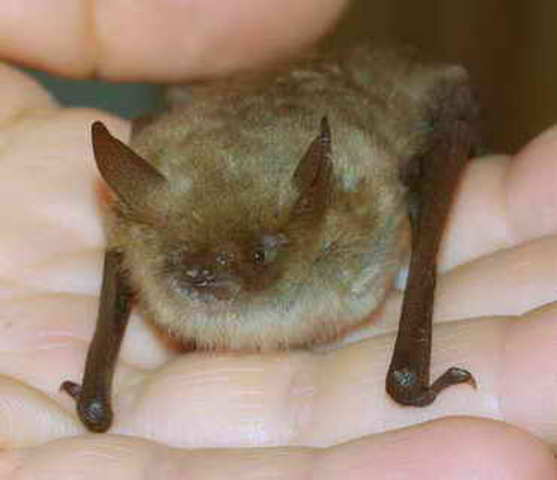 Colonia di pipistrelli (1)