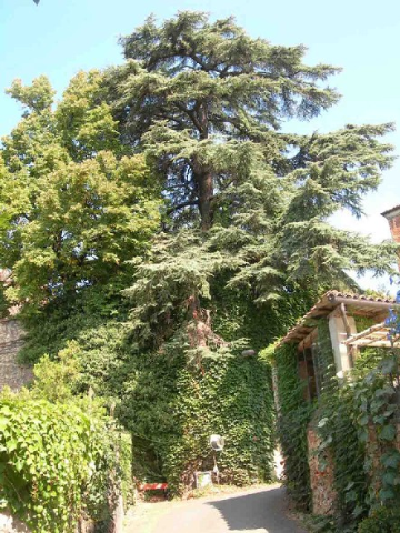 Cedro del Libano