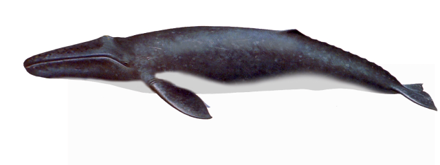 Cortandone l'antenata della balena grigia (1)