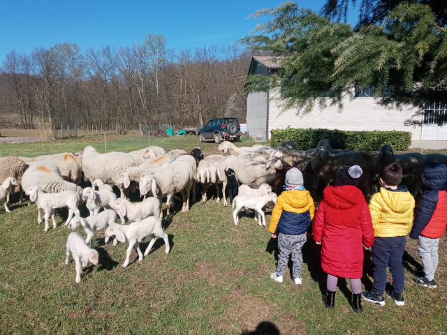 Castelnuovo Belbo: la Scuola dell'Infanzia in visita al pascolo di un gregge di pecore