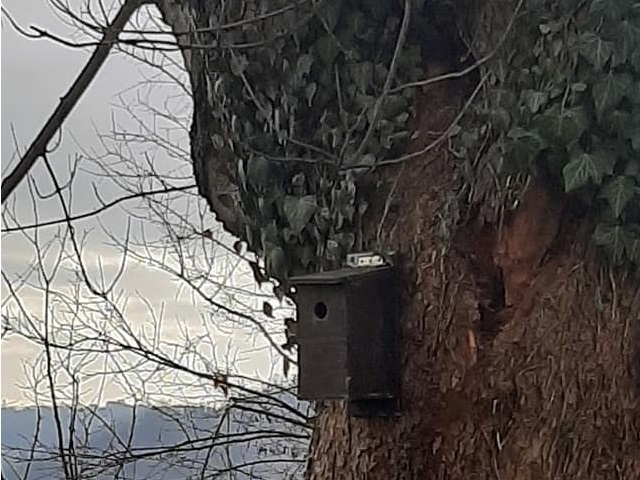 Gli alunni della Primaria di Ferrere installano i nidi per le cinciallegre