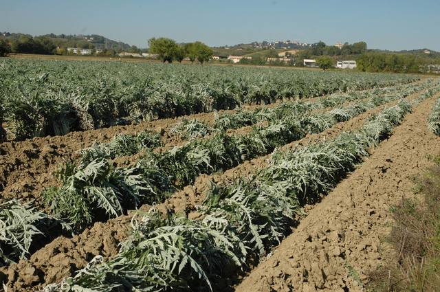 Agricoltura: dalla Regione Piemonte 97 mila euro per l'ospitalità dei salariati