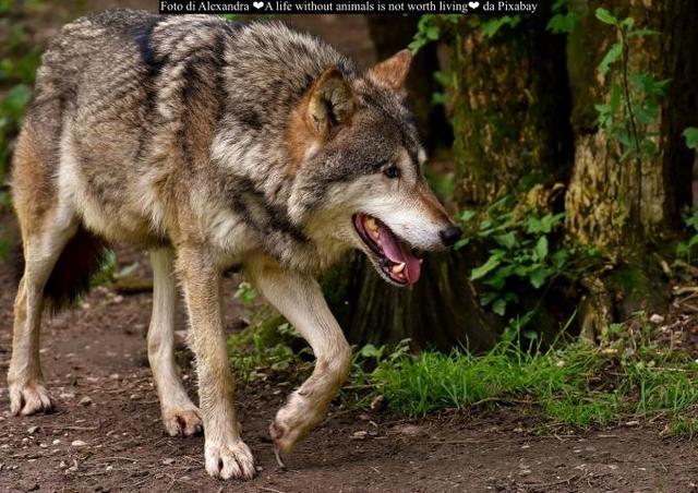Aperto il bando da 300 mila euro a favore degli allevatori piemontesi per il risarcimento dei danni causati dai lupi